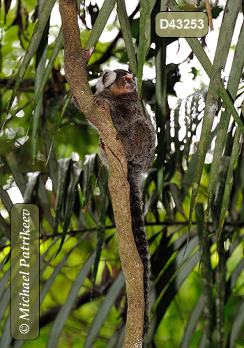 Common Marmoset (Callithrix jacchus)